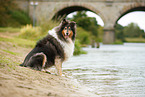 dreifarbiger Collie