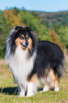 ausgewachsener Collie