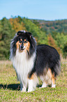 ausgewachsener Collie