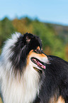 ausgewachsener Collie