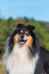 ausgewachsener Collie