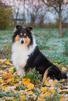 Collie Hndin