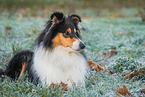 Collie Hndin