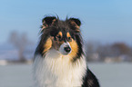 Collie im Winter