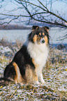 Collie im Winter