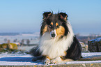 Collie im Winter