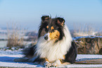 Collie im Winter