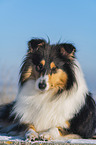 Collie im Winter