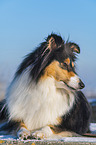 Collie im Winter