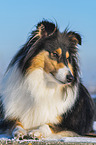 Collie im Winter