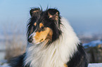 Collie im Winter