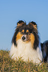 Collie Hndin