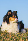 Collie Hndin