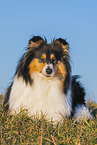 Collie Hndin