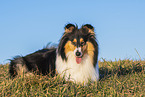 Collie Hndin