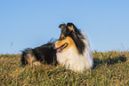 Collie Hndin