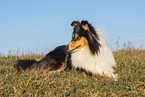 Collie Hndin