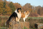 2 Collies