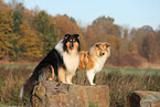 2 Collies