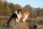 2 Collies