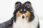 Collie Hndin