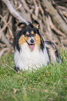 Collie Hndin