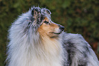 Collie