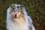 Collie