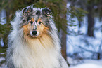 Collie