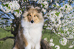 Collie