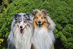 Collies