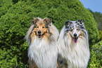 Collies