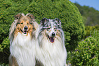 Collies