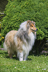 Collie