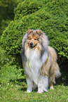 Collie