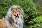 Collie