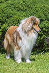 Collie