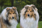 Collies