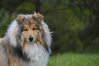 Collie