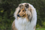 Collie