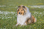 Collie