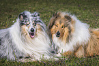 Collies