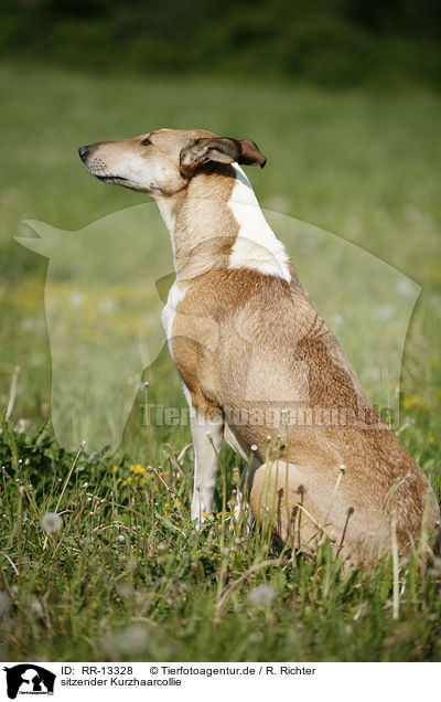 sitzender Kurzhaarcollie / sitting Short Haired Collie / RR-13328