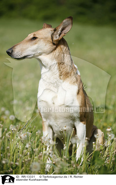 sitzender Kurzhaarcollie / sitting Short Haired Collie / RR-13331