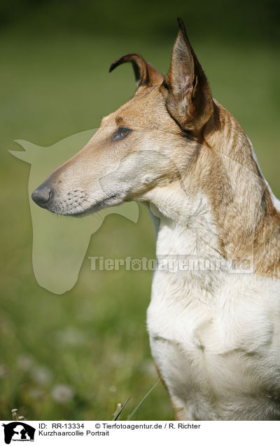 Kurzhaarcollie Portrait / Short Haired Collie Portrait / RR-13334