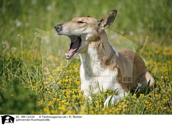 ghnender Kurzhaarcollie / yawning Short Haired Collie / RR-13335