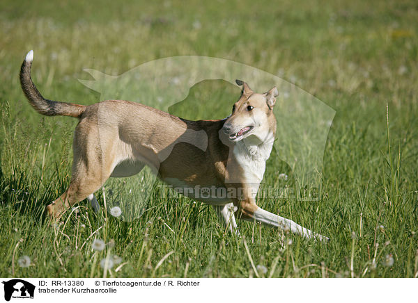 trabender Kurzhaarcollie / trotting Short Haired Collie / RR-13380