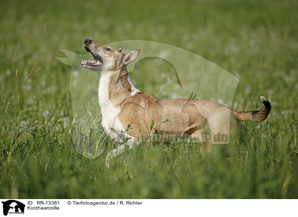 Kurzhaarcollie / Short Haired Collie / RR-13381