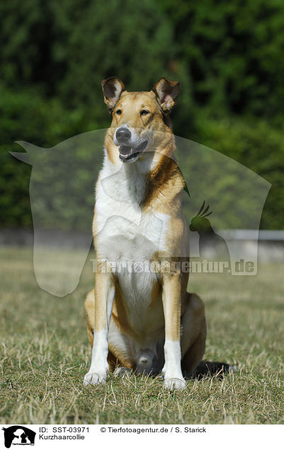 Kurzhaarcollie / shorthaired Collie / SST-03971