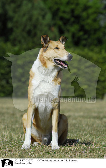 Kurzhaarcollie / shorthaired Collie / SST-03972